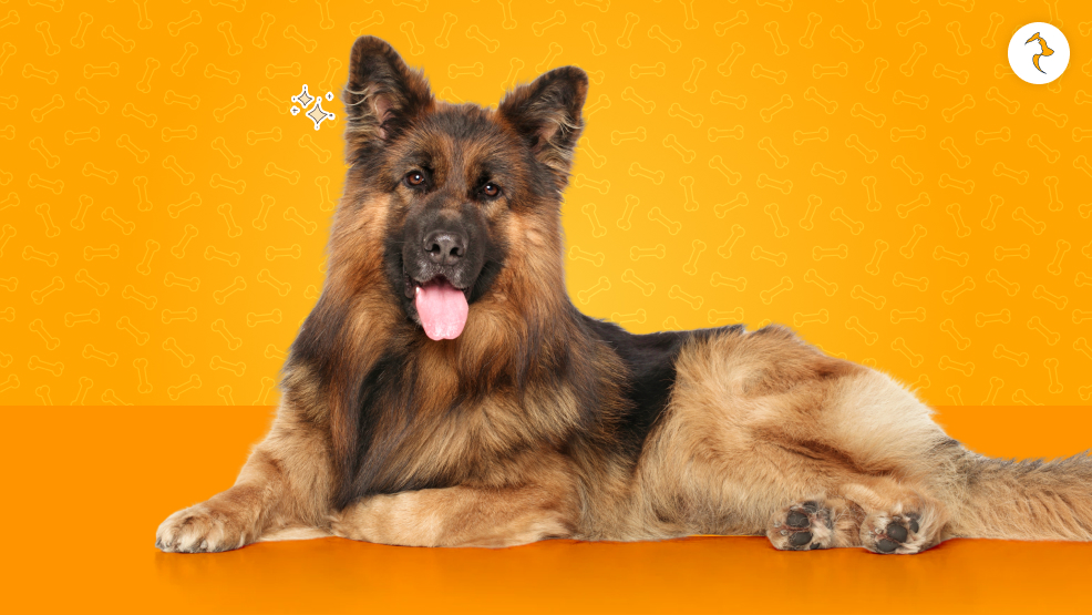 German Shepherd