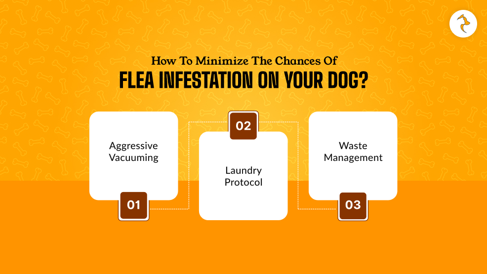 How To Minimize The Chances Of Flea Infestation On Your Dog