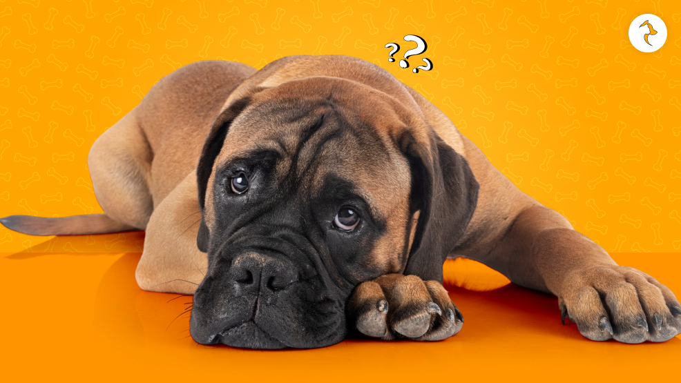How To Protect Your Dog From Concussions Preventive Measures