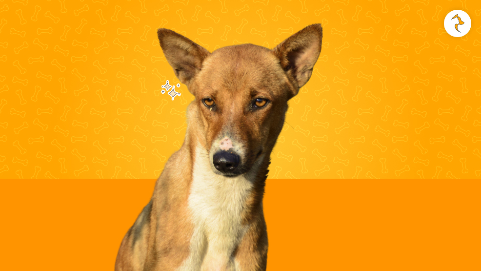 Indie Dog Temperament And Friendliness Among Human Beings