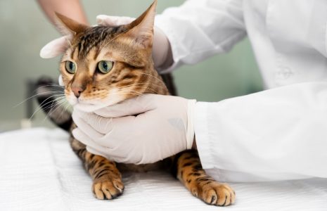 Kidney Disease in Cats