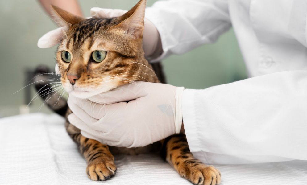 Kidney Disease in Cats