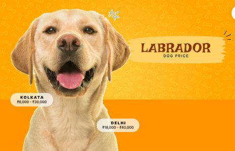 Labrador Dog Price