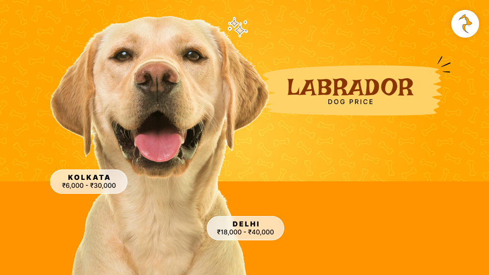 Labrador Dog Price