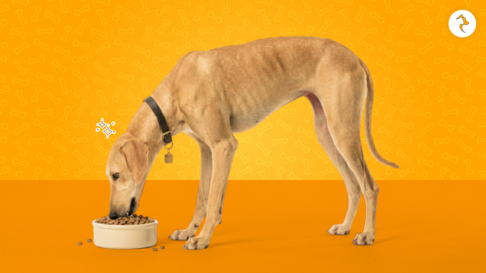 Nutrition Guide For A Mudhol Hound