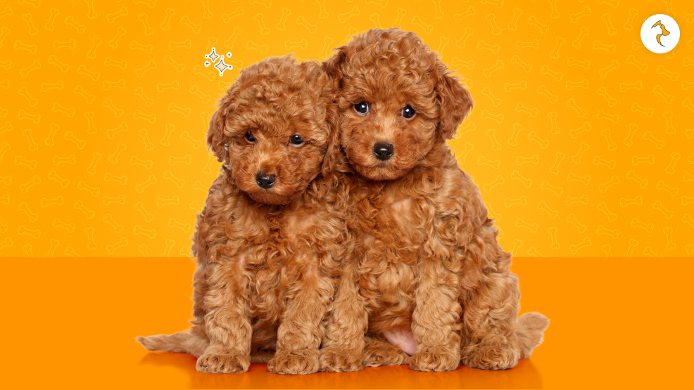 Poodles