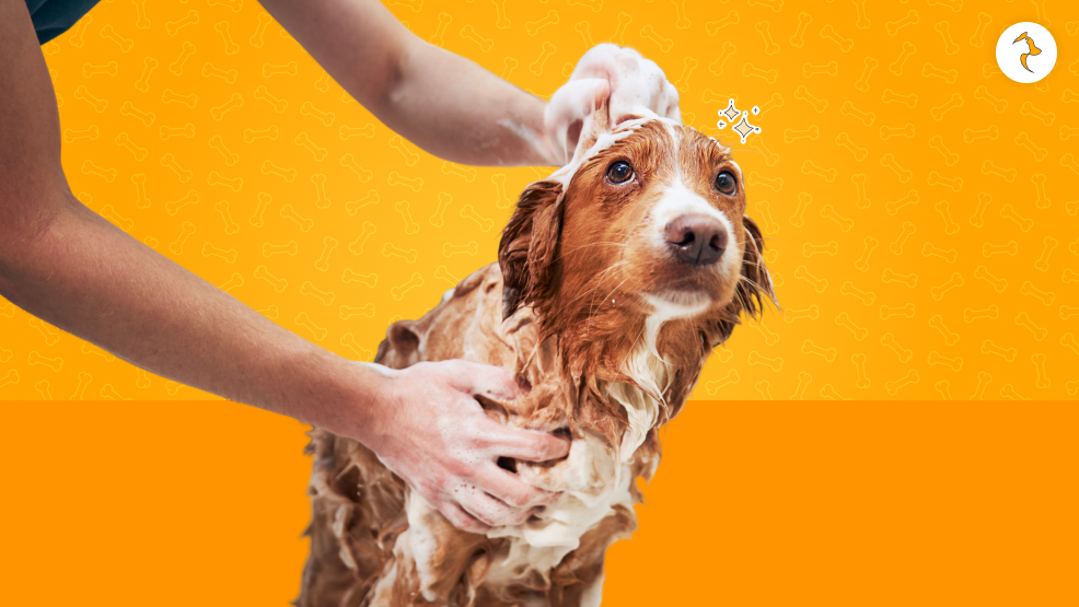 Regularly Grooming Your Dog