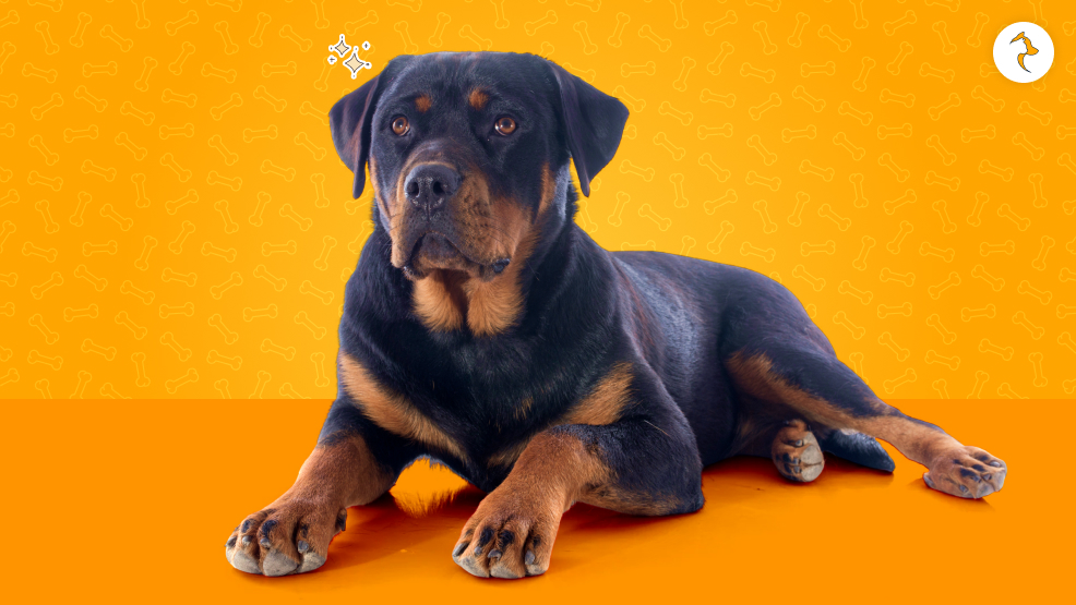 Rottweiler