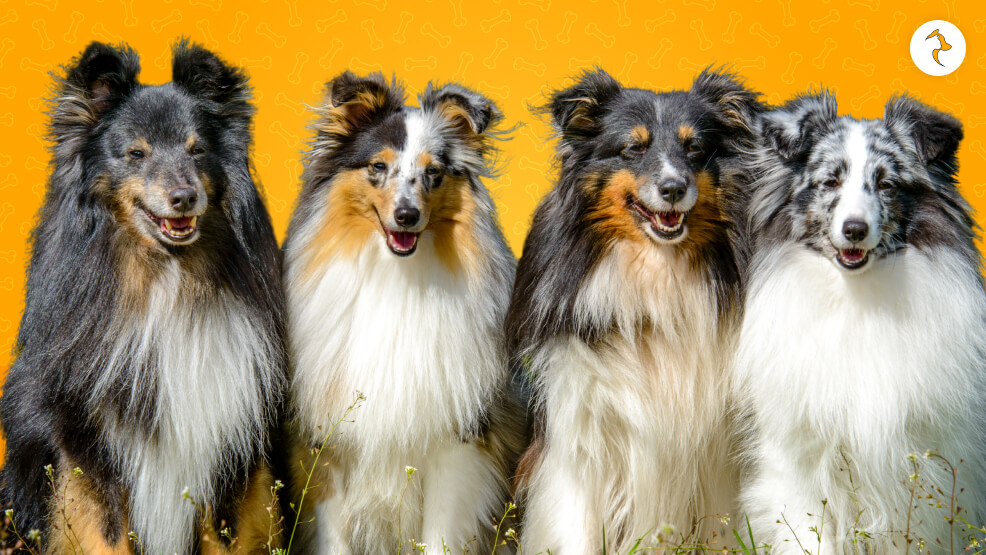 Shetland Sheepdogs