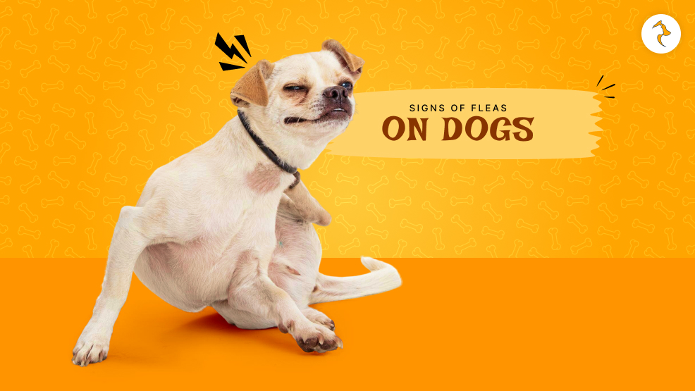 Signs Of Fleas On Dogs