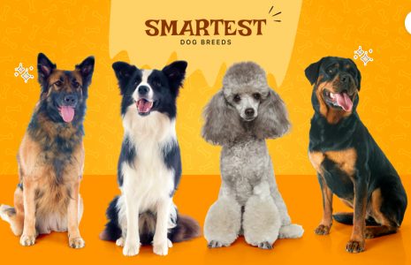 Smartest Dog Breeds