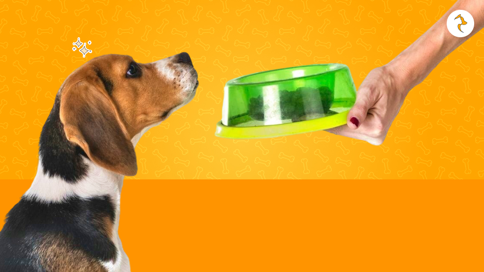 Things To Remember Before Providing Your Dog With Food That Contains Xanthan Gum
