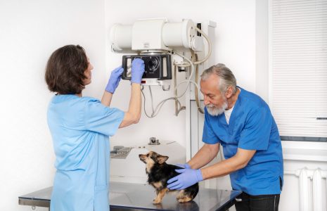 Veterinary AI radiology tools