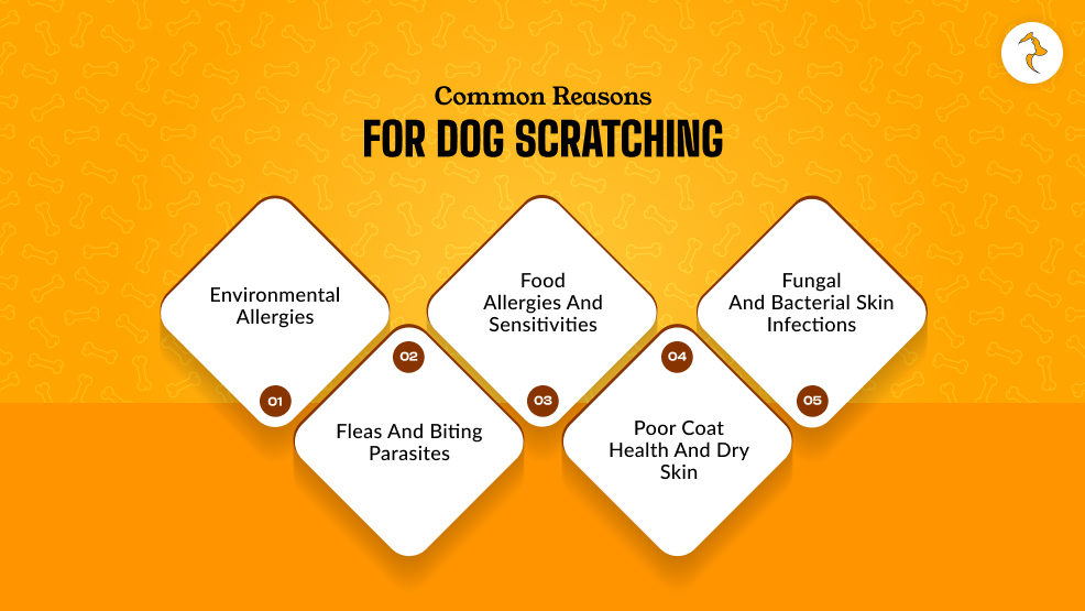 What Are Common Reasons For Dog Scratching