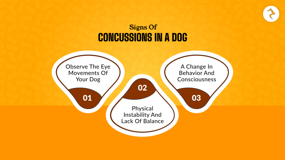 What Are Signs Of Concussions In A Dog