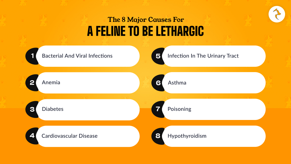 What Are The 8 Major Causes For A Feline To Be Lethargic