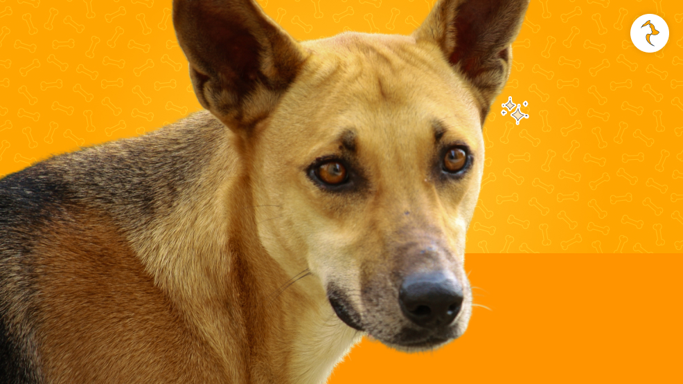 What Are The Difficulties Of The Indian Pariah Dog Why Do They Receive Both Love And Hate