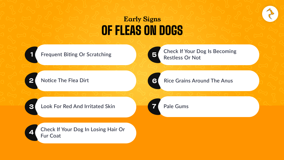 What Are The Early Signs Of Fleas On Dogs