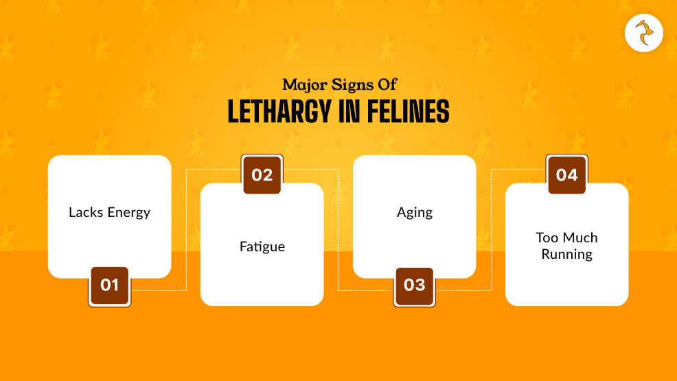 What Are The Major Signs Of Lethargy In Felines