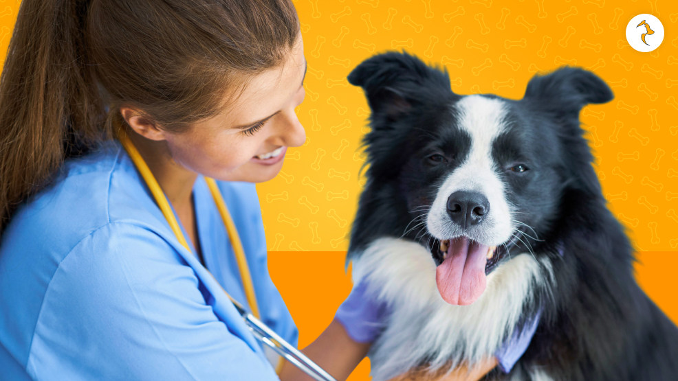 What Are The Treatments And Post-Treatment Care For Concussions In Dogs