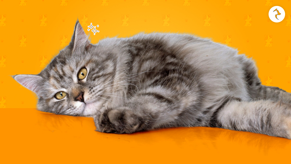 What Does Lethargy Look Like In Cats