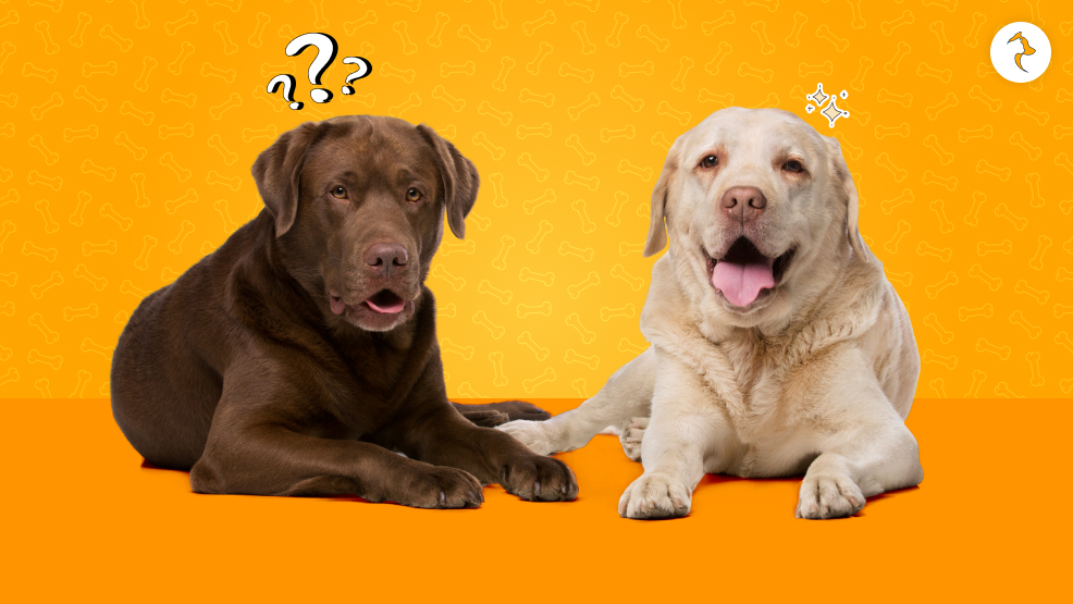What Is The Monthly Maintenance Cost Of Labrador Dog