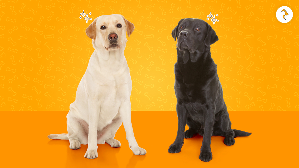 What Is The Price Of Labrador Dogs In India