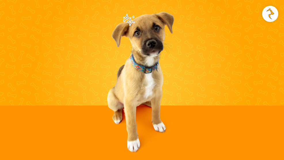 What Is The Story Behind The Indian Pariah Dog's Origin