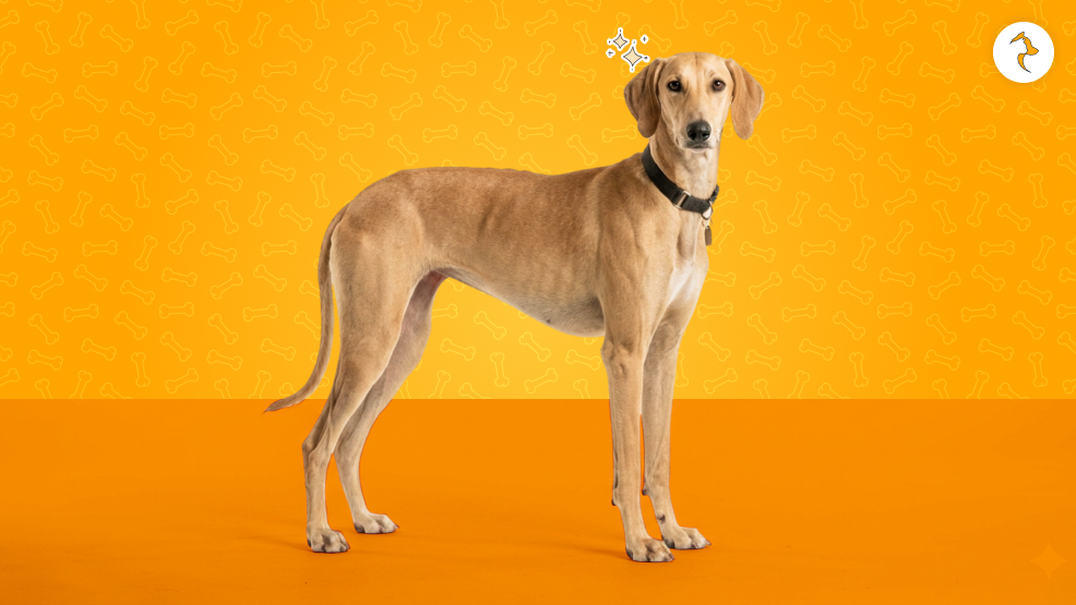 What Makes The Mudhol Hounds Perfect For The Indian Army