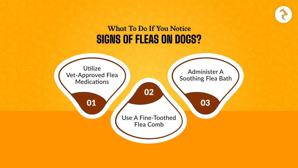 What To Do If You Notice Signs Of Fleas On Dogs