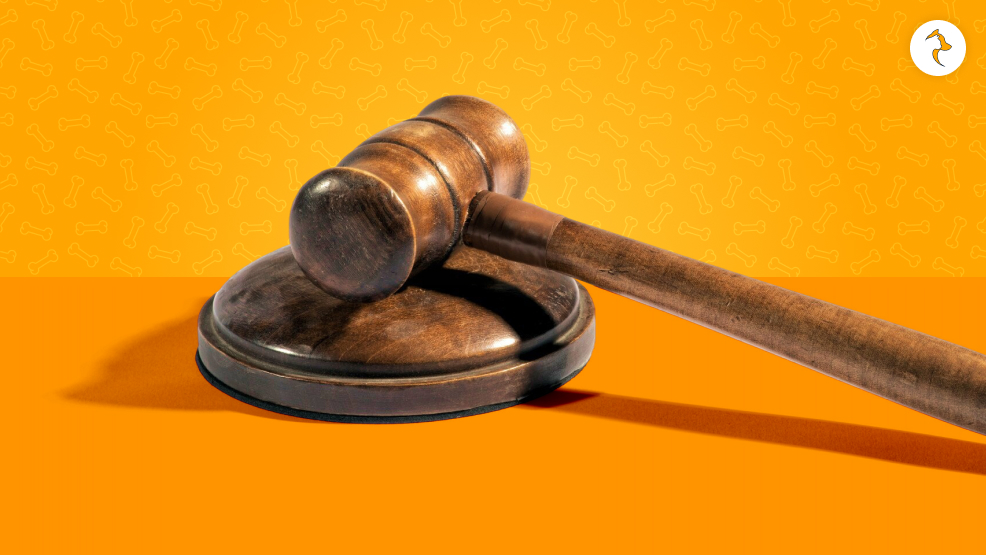 What Was The Supreme Court Judgement Regarding Indian Stray Dogs
