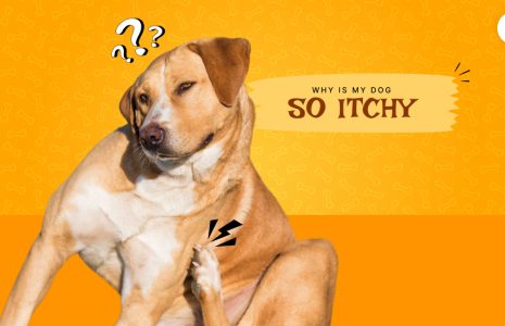 Why is my dog so itchy