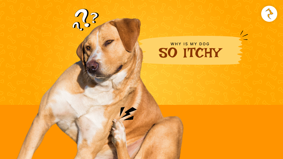 Why is my dog so itchy