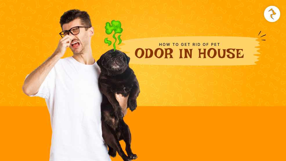 how to get rid of pet odor in house