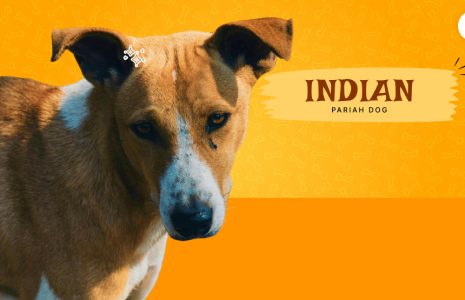 indian pariah dog