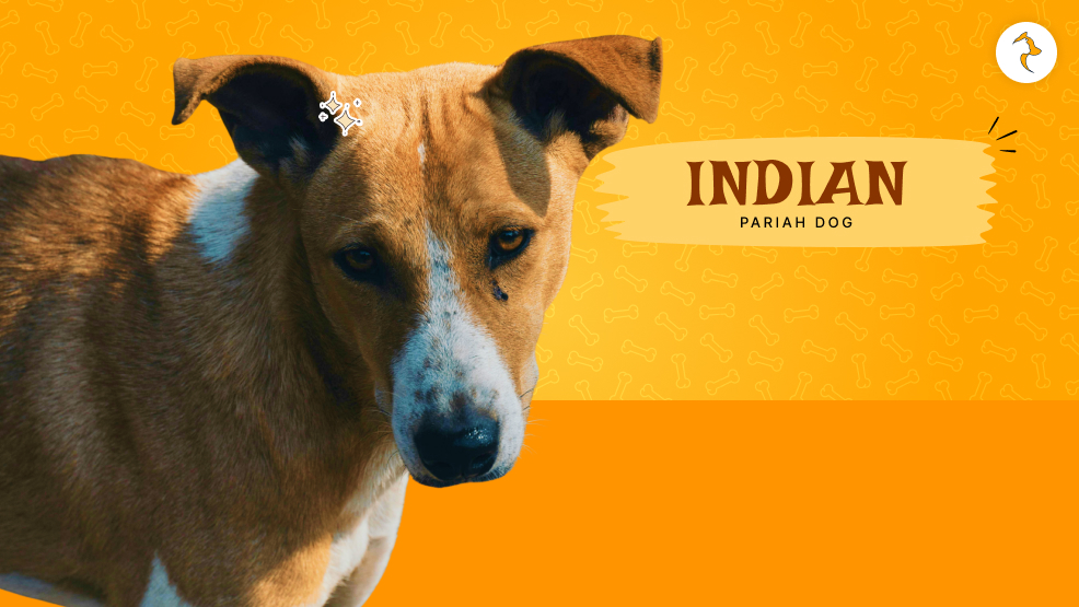indian pariah dog