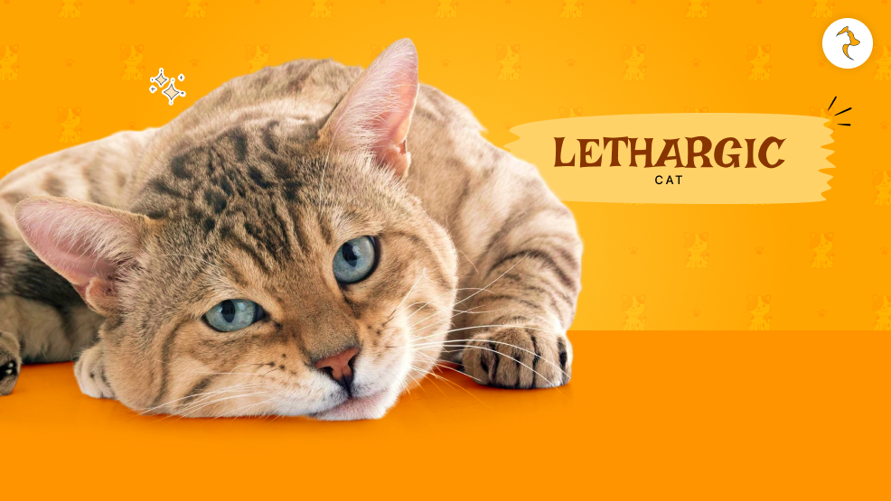 lethargic cat