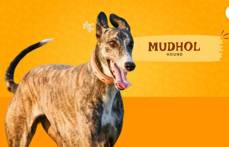 mudhol hound
