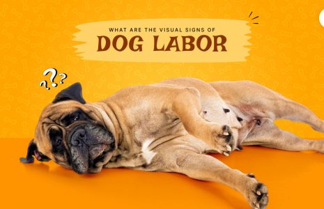 visual signs of dog labor