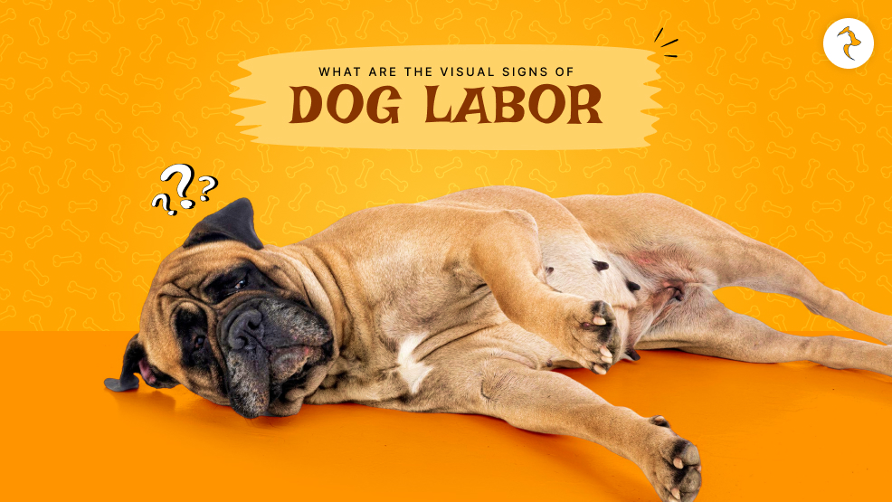visual signs of dog labor