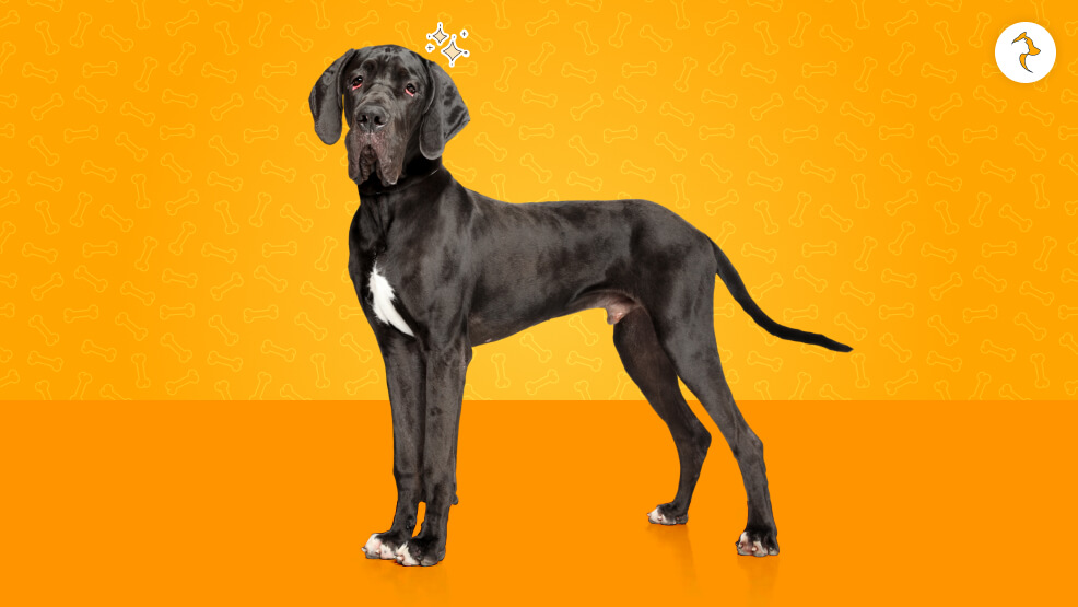 15 Critical Considerations Before Getting a Great Dane in India