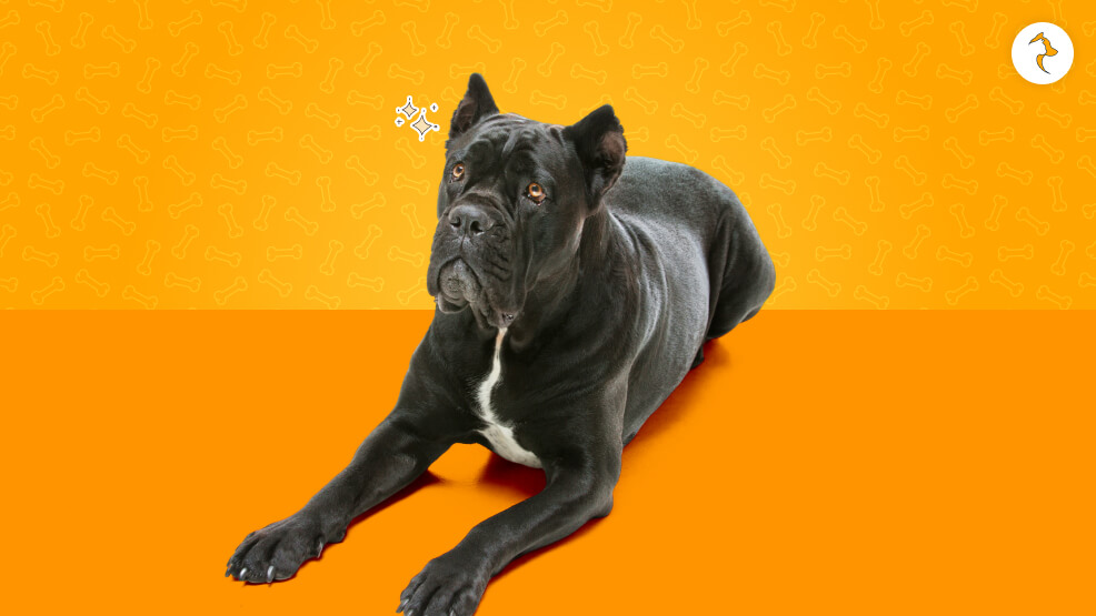 15 Critical Realities of Owning a Cane Corso in India