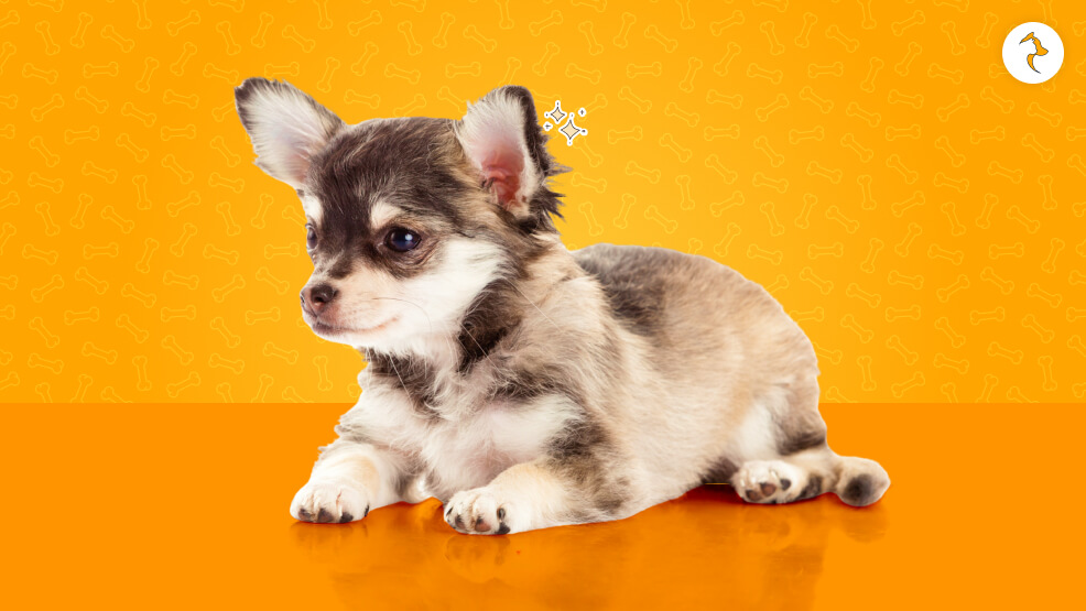 15 Critical Realities of Owning a Chihuahua in India