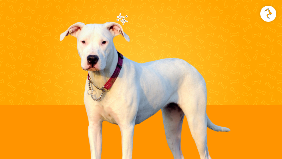 15 Critical Realities of Owning a Dogo Argentino in India