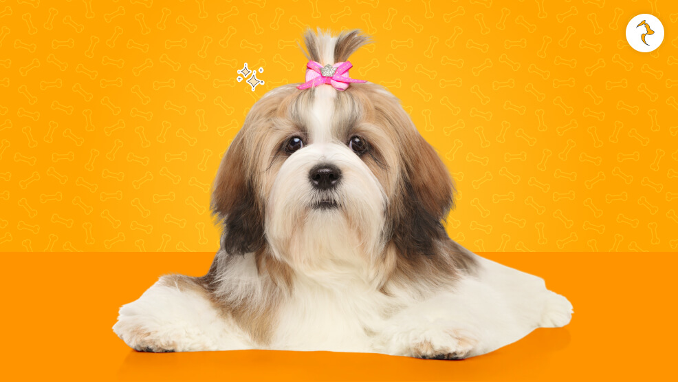 15 Critical Realities of Owning a Lhasa Apso in India