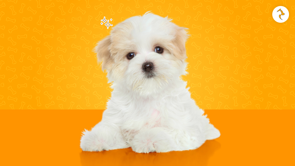 15 Critical Realities of Owning a Maltese Breed Dog in India