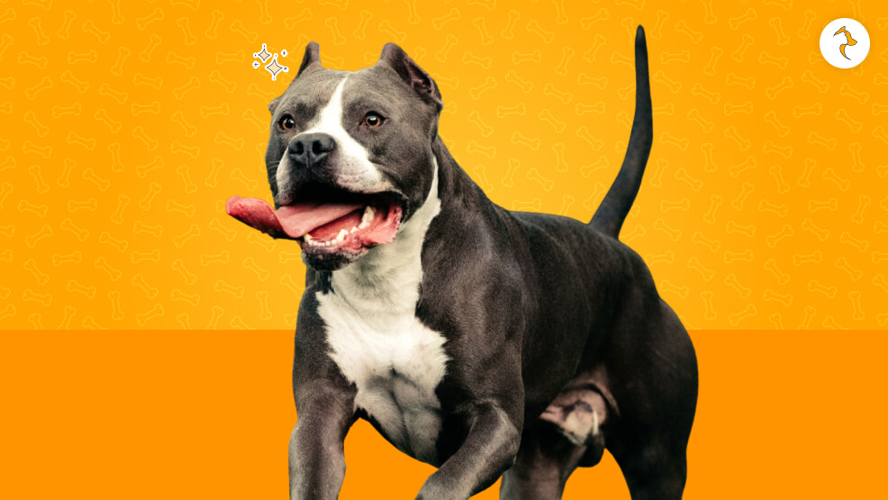 15 Critical Realities of Owning a Pitbull in India