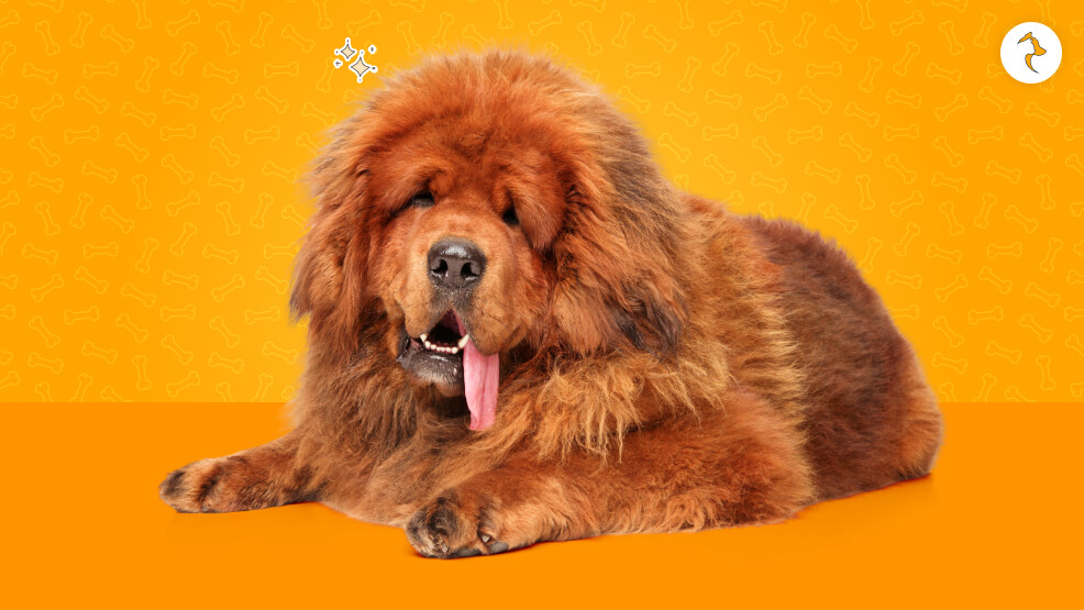 15 Critical Realities of Owning a Tibetan Mastiff in India
