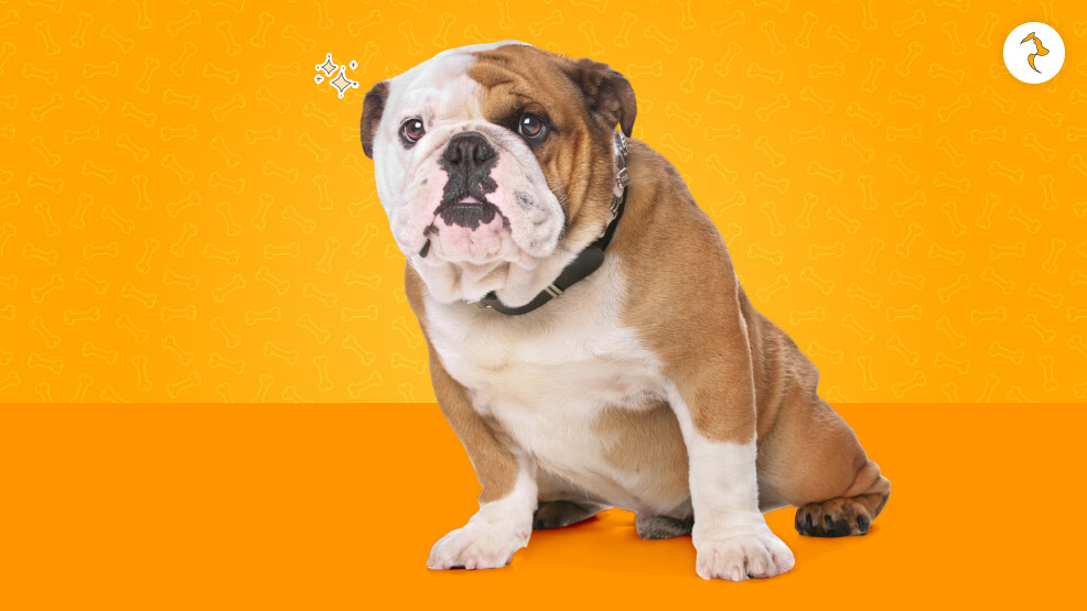 15 Essential Truths to Consider Before Getting a Bulldog in India