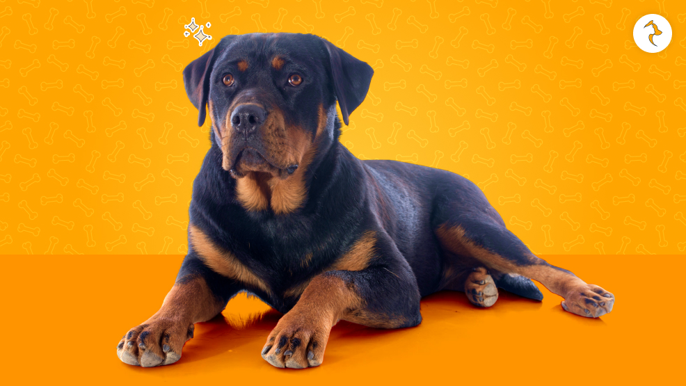 An Overview Of Rottweiler Dog